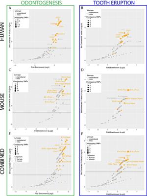 Integration of multimodal data in the developing tooth reveals candidate regulatory loci driving human odontogenic phenotypes